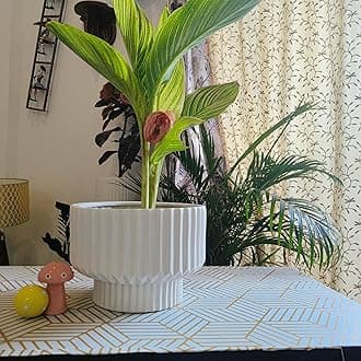 Niyara White line Design Stylish Large Ceramic Pot Planters for Indoor Plants,Outdoor,Balcony,Home,Garden.Size-8 Inches (Phoenix)