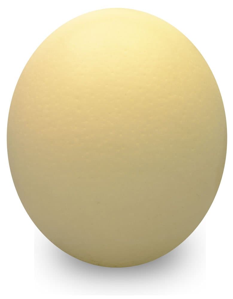 Ostrich Eggshell - Grade B